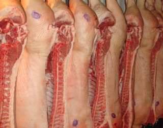 Товщина сала на беконній свинині має бути 15-35 мм без шкіри